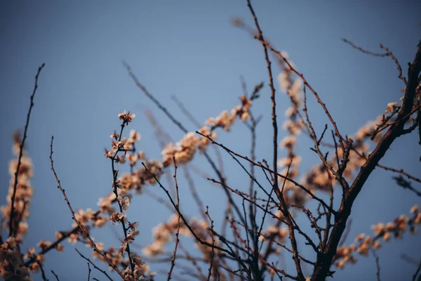 Ніжний Абрикос Цвіте Бутонами Квітами Навесні Прихід Весни Пробудження Природи — стокове фото