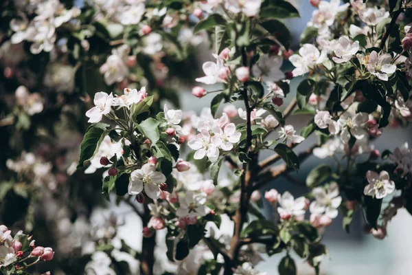 Ніжні Яблуні Цвітуть Бутонами Квітами Навесні Прихід Весни Пробудження Природи — стокове фото