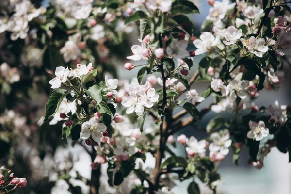 Ніжні Яблуні Цвітуть Бутонами Квітами Навесні Прихід Весни Пробудження Природи — стокове фото