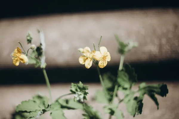 first flowers. spring. march, april, may.