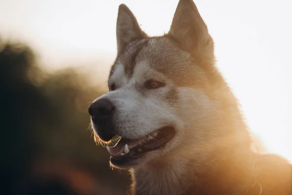 Από Την Αλάσκα Malamute Στο Ηλιοβασίλεμα — Φωτογραφία Αρχείου