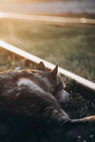 Alaskan Malamute Bei Sonnenuntergang — Stockfoto