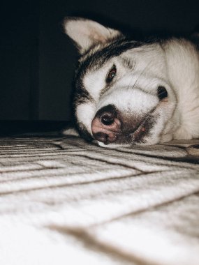 komik hayvanlar yüz. Alaskan malamute