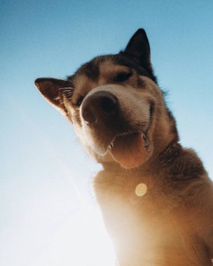 komik hayvan portreler. Alaskan malamute