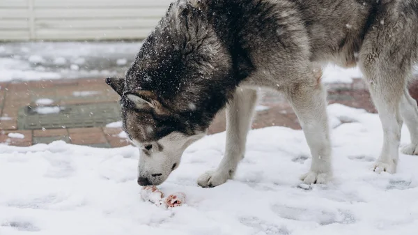 Cão Comer Ossos Malamute Alasca — Fotografia de Stock