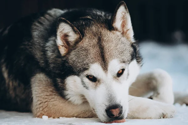 Porträtt Hund Vintern Alaskan Malamute Whith Snö — Stockfoto