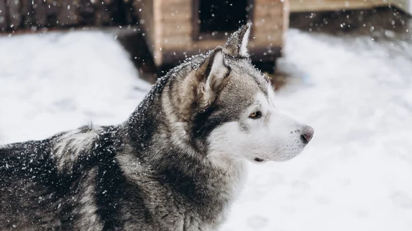 Retrato Cão Inverno Alasca Malamute Whith Neve — Fotografia de Stock