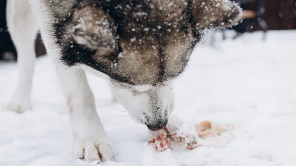 Cão Comer Ossos Malamute Alasca — Fotografia de Stock