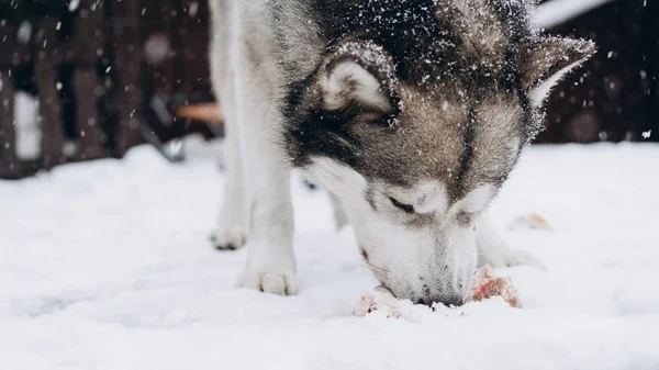 犬が骨を食べるします アラスカン マラミュート — ストック写真
