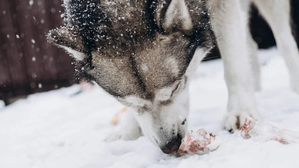 Cão Comer Ossos Malamute Alasca — Fotografia de Stock