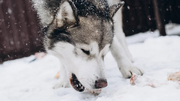 Perro Comiendo Hueso Malamute Alaska — Foto de Stock