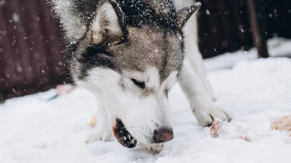 Σκύλος Τρώει Οστών Από Την Αλάσκα Malamute — Φωτογραφία Αρχείου