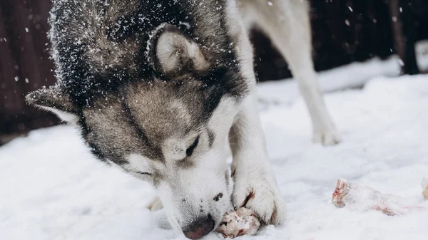 Σκύλος Τρώει Οστών Από Την Αλάσκα Malamute — Φωτογραφία Αρχείου