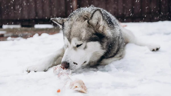 Σκύλος Τρώει Οστών Από Την Αλάσκα Malamute — Φωτογραφία Αρχείου