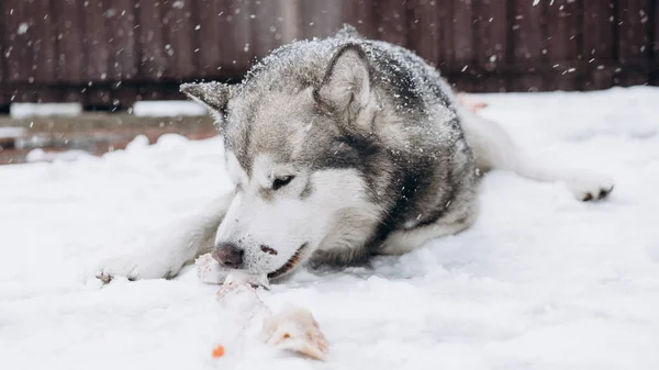 Σκύλος Τρώει Οστών Από Την Αλάσκα Malamute — Φωτογραφία Αρχείου