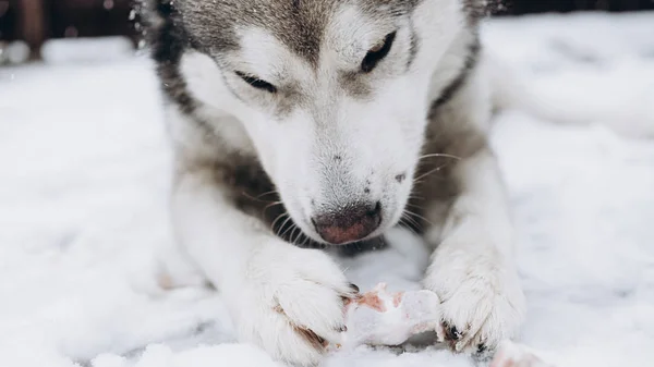 犬が骨を食べるします アラスカン マラミュート — ストック写真