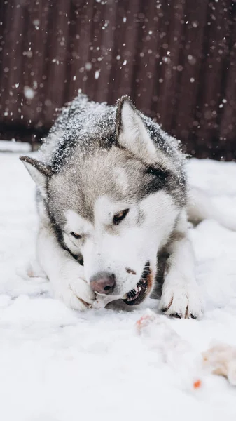 Hund Frisst Knochen Alaskan Malamute — Stockfoto