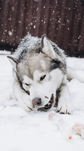 Σκύλος Τρώει Οστών Από Την Αλάσκα Malamute — Φωτογραφία Αρχείου