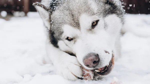 犬が骨を食べるします アラスカン マラミュート — ストック写真