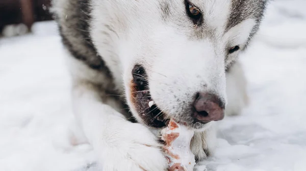 Cão Comer Ossos Malamute Alasca — Fotografia de Stock