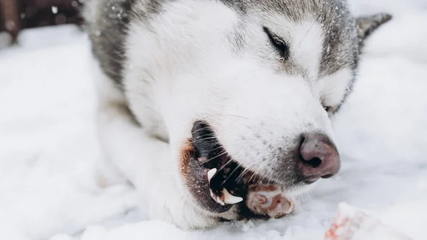 Σκύλος Τρώει Οστών Από Την Αλάσκα Malamute — Φωτογραφία Αρχείου