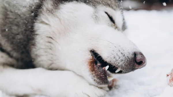 Σκύλος Τρώει Οστών Από Την Αλάσκα Malamute — Φωτογραφία Αρχείου