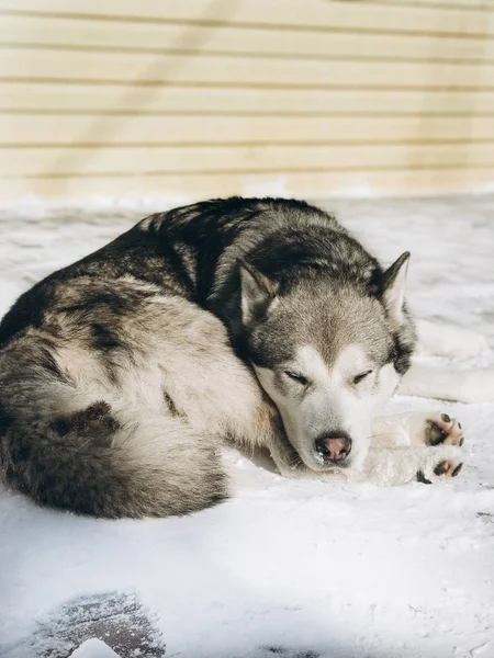 Retrato Perro Invierno Alaska Malamute Con Nieve — Foto de Stock