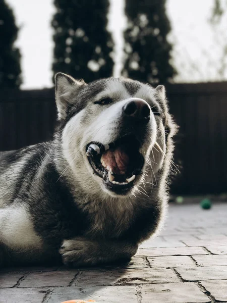 Roliga Djur Porträtt Alaskan Malamute — Stockfoto