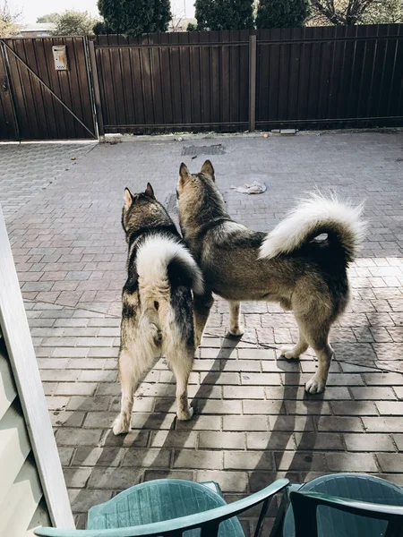 Malamute 알래스카입니다 강아지의 초상화 — 스톡 사진