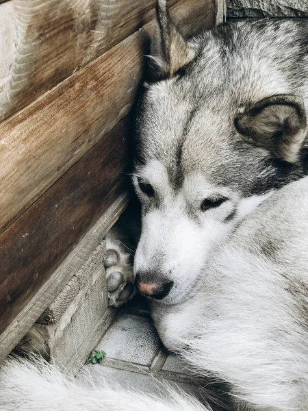 Από Την Αλάσκα Malamute Πορτρέτο Του Σκύλου — Φωτογραφία Αρχείου