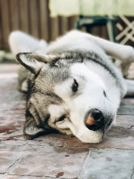 초상화 Malamute 알래스카 — 스톡 사진