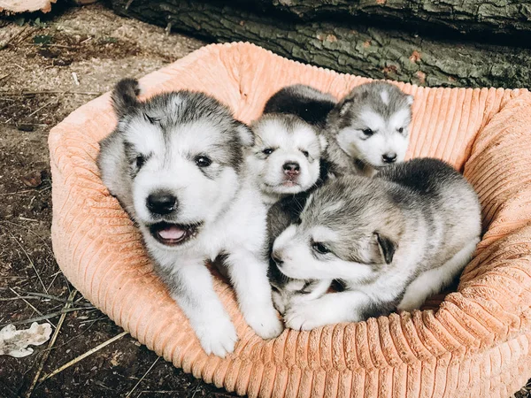 Retrato Cachorros Malamute Mes Edad — Foto de Stock