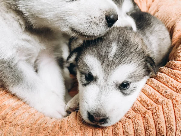 Porträtt Månad Gammal Alaskan Malamute Hundvalp — Stockfoto