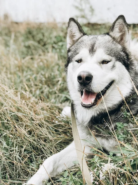 Αστεία Ζώα Πορτρέτα Από Την Αλάσκα Malamute — Φωτογραφία Αρχείου