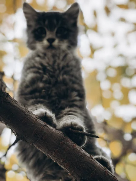 Porträt Der Katze Auf Der Straße — Stockfoto