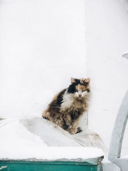 Porträt Der Katze Auf Der Straße — Stockfoto