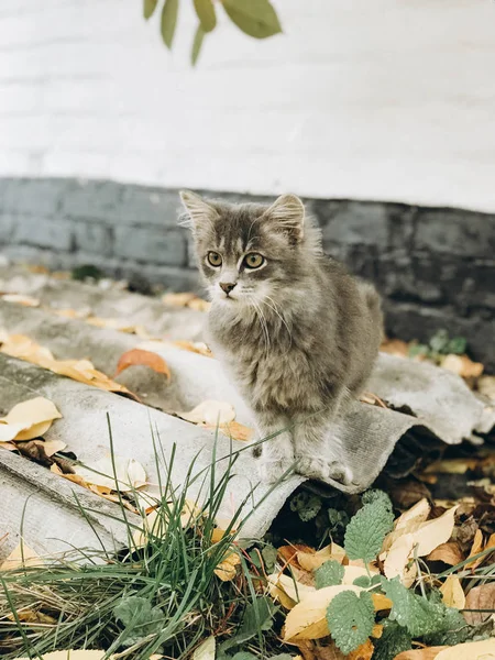 Porträt Der Katze Auf Der Straße — Stockfoto