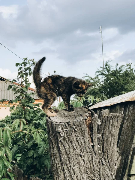 Porträt Der Katze Auf Der Straße — Stockfoto