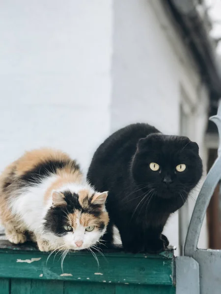 Porträt Der Katze Auf Der Straße — Stockfoto