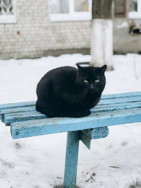 Potret Kucing Jalan — Stok Foto