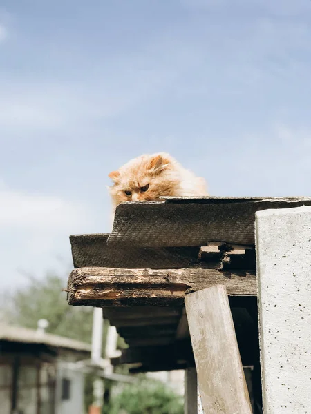 Porträt Einer Roten Weißen Katze — Stockfoto