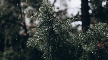 Bir ağaç üzerinde yağmur damlaları. C8 hazır VSCO ile işlenmiş.