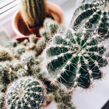 kaktüs. ev saksı. Dikenli bitki