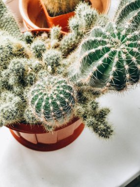 kaktüs. ev saksı. Dikenli bitki