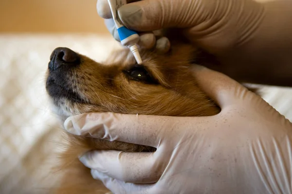 merhem kullanarak spitz doğurmak köpek göz davranan bir veteriner eller.