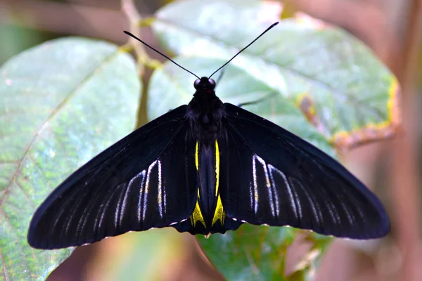 一只非常美丽的大蝴蝶 有黑色和黄色的翅膀 生活在南亚的绿色树叶上 — 图库照片