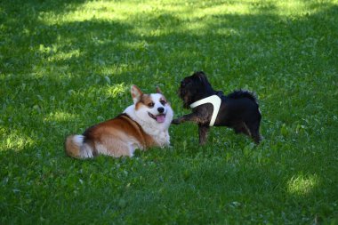 Corgi ve Griffon cinsinden iki arkadaş canlısı köpek, güneşli bir sabah yeşil bir çimenlikte sahibinin gözetiminde eğlenceli bir oyun oynamak için bir araya geldiler..