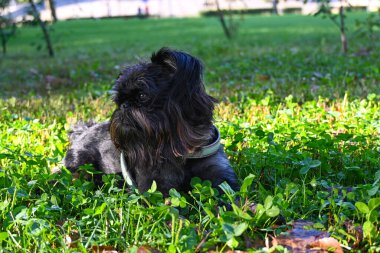 Genç bir Belçikalı Griffon köpeği sabahın erken saatlerinde şehir parkında yeşil bir çimenlikte yatarken bir şey düşündü..