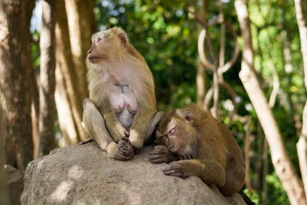 Female monkey and male monkey under shade of trees. Animal storytelling concept.