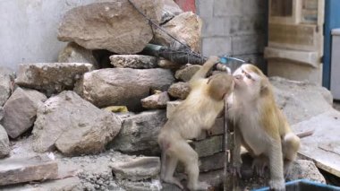 Dişi maymun ve bebeği yazın musluk suyundan içiyorlar..